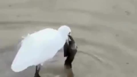 💋Good Morning, Saving a Fish