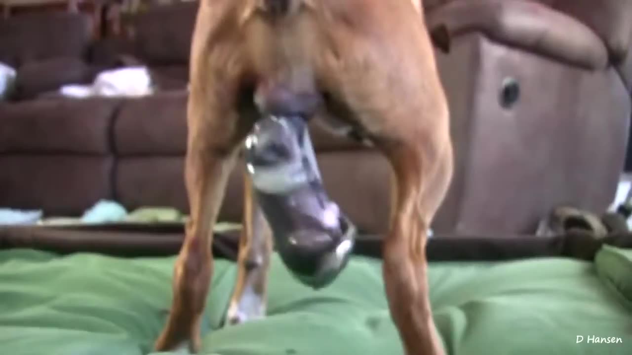 Dog Has Amazing Birth While Standing