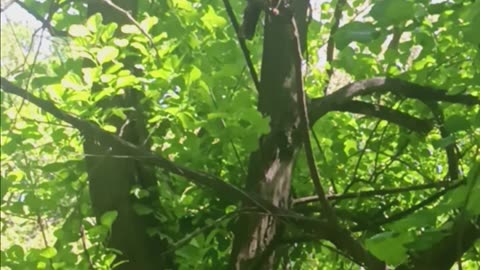 Robin bird