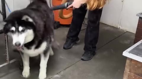DOG'S LEGEND: PAW DYNASTY