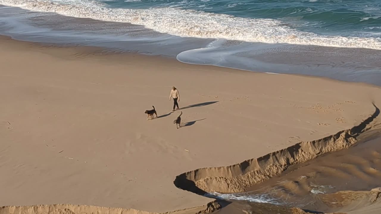 The DOGS at the Beach!