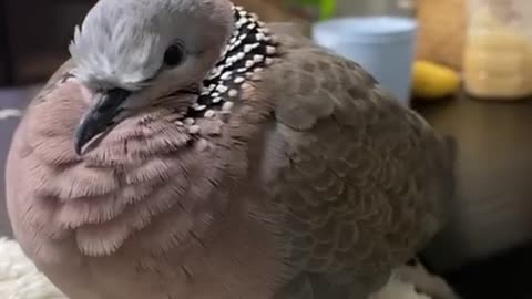 Adopting a mourning dove family