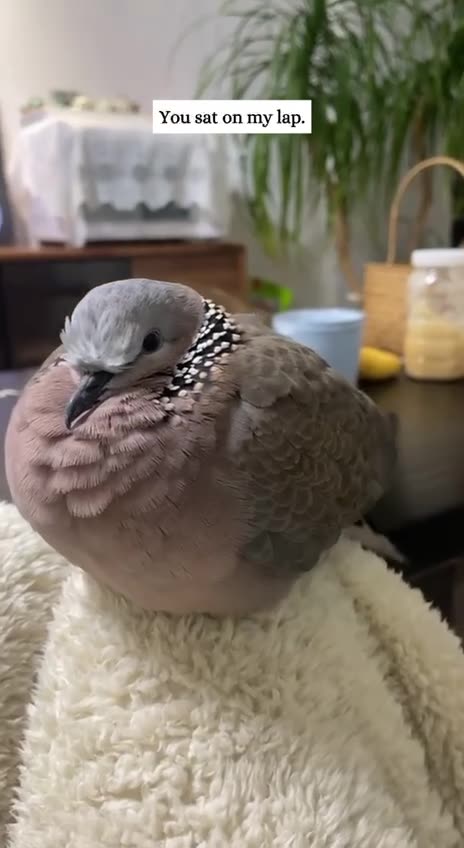 Adopting a mourning dove family