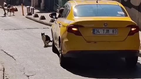 Cat Does It's Business and Holds Up Traffic