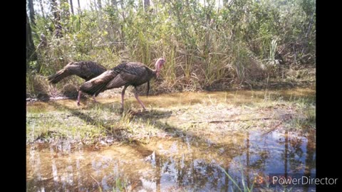 Everglades picture slideshow