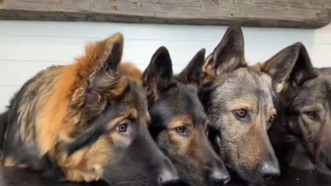 😂🐕 The Hilarious German Shepherd Food Review You Need to See! | FunFM