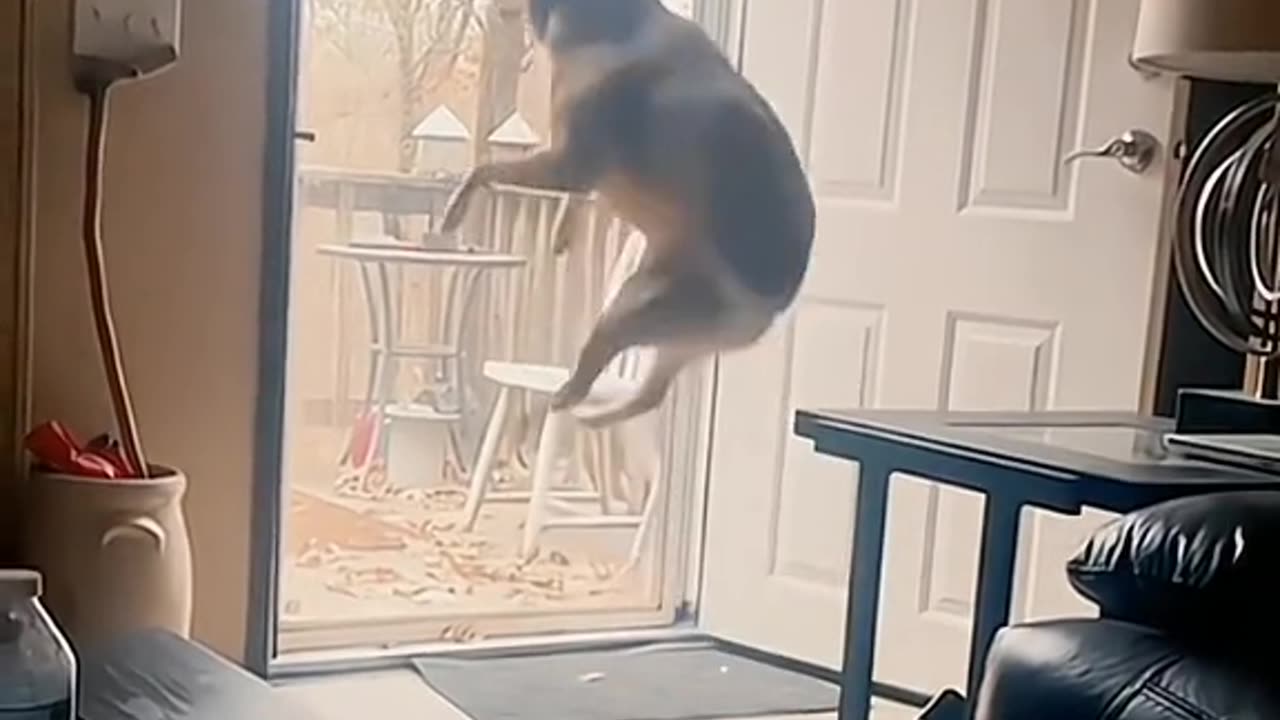 Funny Animals Compilations 08
