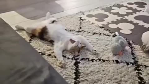 Animals Living Their Best Life 🐾 | You’ll Melt