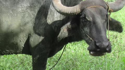 ¿Cuál es el animal nacional de filipinas?