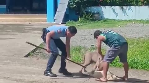 Dog plays dead until Pitbull is taken away!