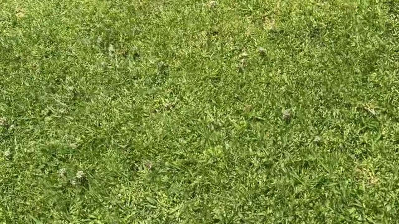 Golfer Takes A Barefoot Swim