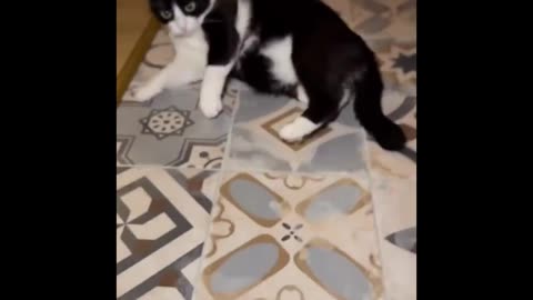 Paw-sitively Hilarious: Epic Cat Fails Compilation!