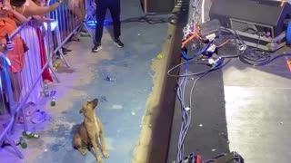 Singer suspends her fireworks show so as not to affect a dog that was enjoying her concert