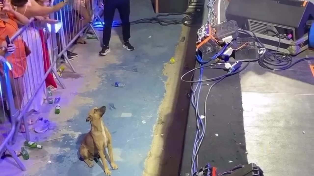 Singer suspends her fireworks show so as not to affect a dog that was enjoying her concert