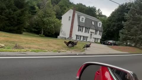 Fun Fact: Turkeys Enjoy Supercharger Noises