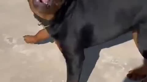 dog sound dog barking loud