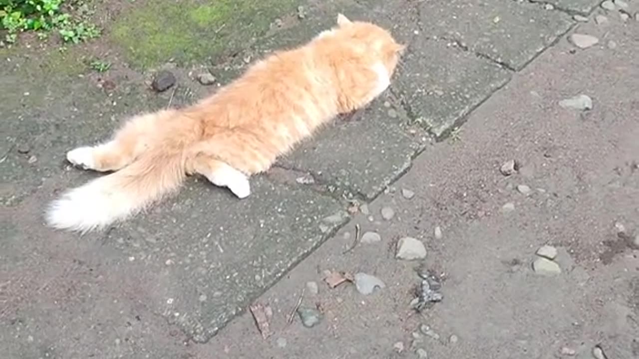 Kucing berkeliaran di jalan