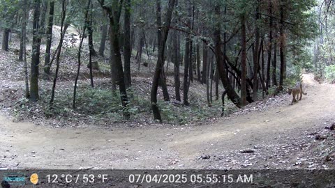 Mountain Lions X 3 video - 2