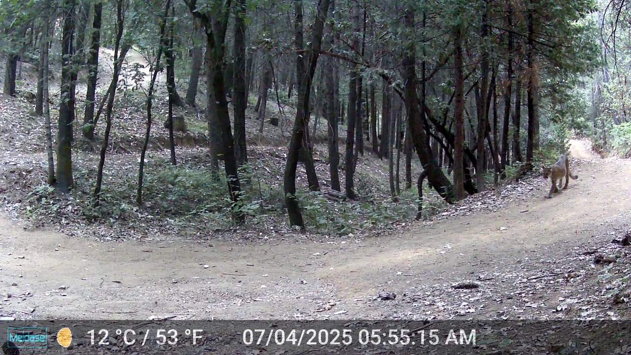 Mountain Lions X 3 video - 2