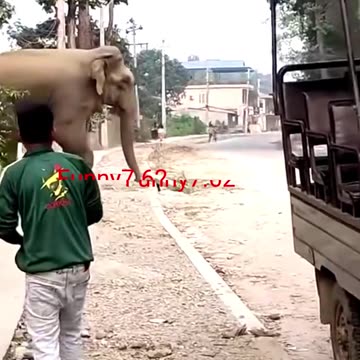 Elephant and YEDA YUNG #shorts #elephant #yedayung #shortsfeed #trending