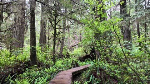 Vancouver Island Rainforest Trail in Tofino BC