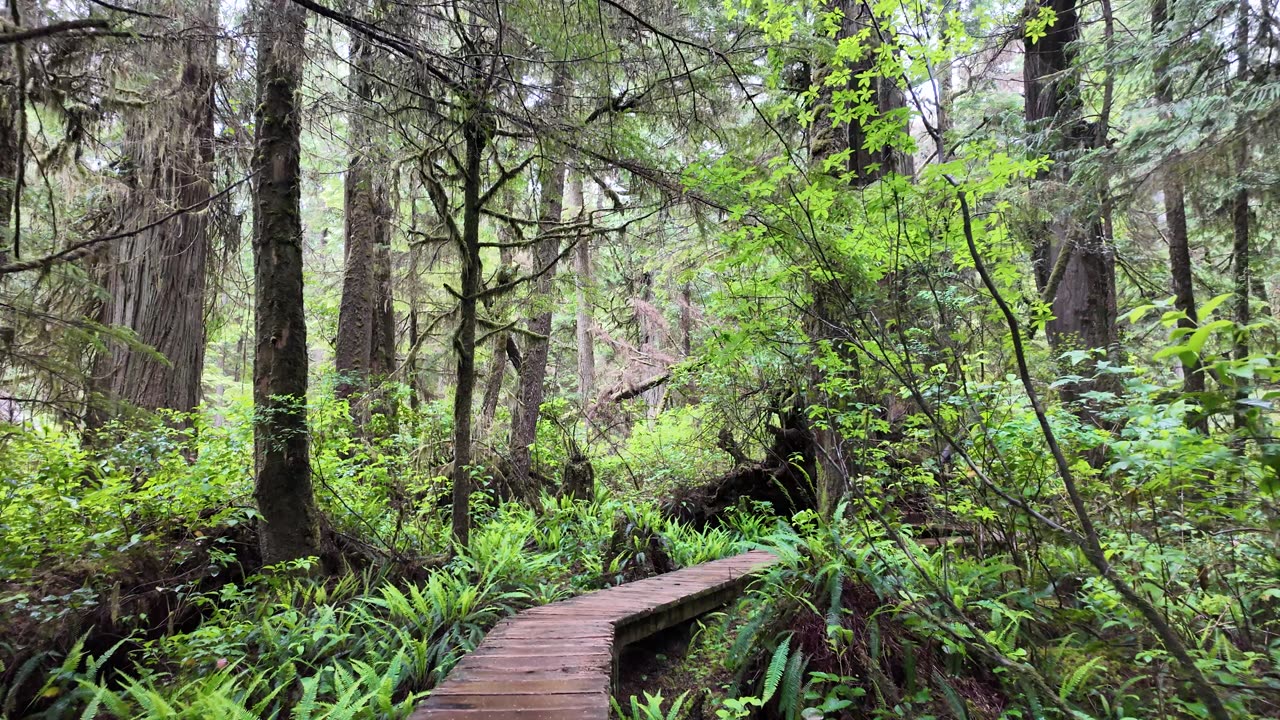 Vancouver Island Rainforest Trail in Tofino BC