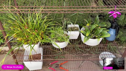 Livestream Comprehensive Patio Tour Orchid Placement Orientation Q&A #ninjaorchids