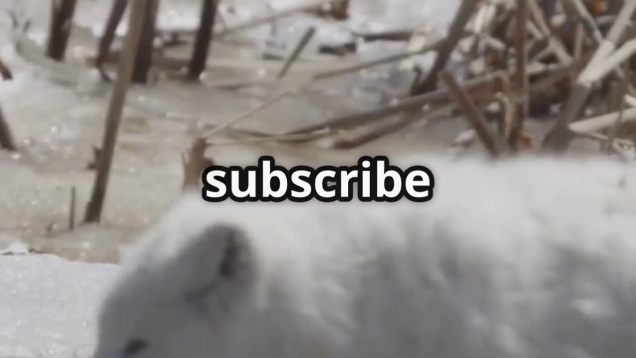 🦊❄️ Arctic Foxes – Masters of Winter Camouflage! 🌨️🌿