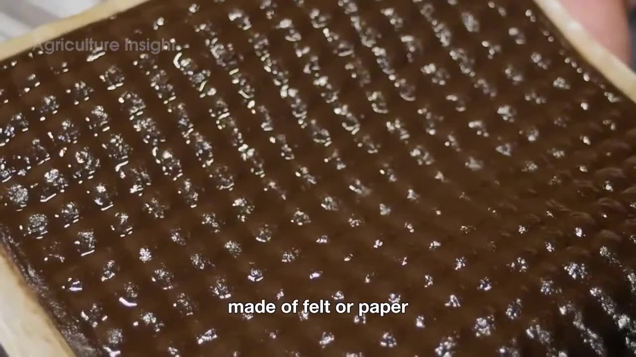 How Sunflower Oil Is Made 🌻🏭 | Massive Process Inside the World’s BIGGEST Factory!