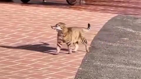 🏆🐕 The Proud Walk! Watch This Strut! | FunFM
