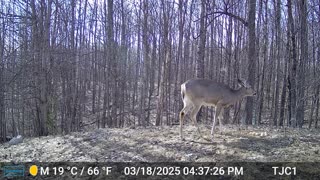 Deer Eating Egg