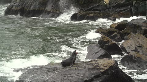 Sea Lion Barking
