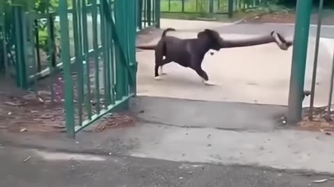 Dog's Comedy Videos 🤣 so cute videos and puppies comedy scenes 😂 so cute 🥰🥰