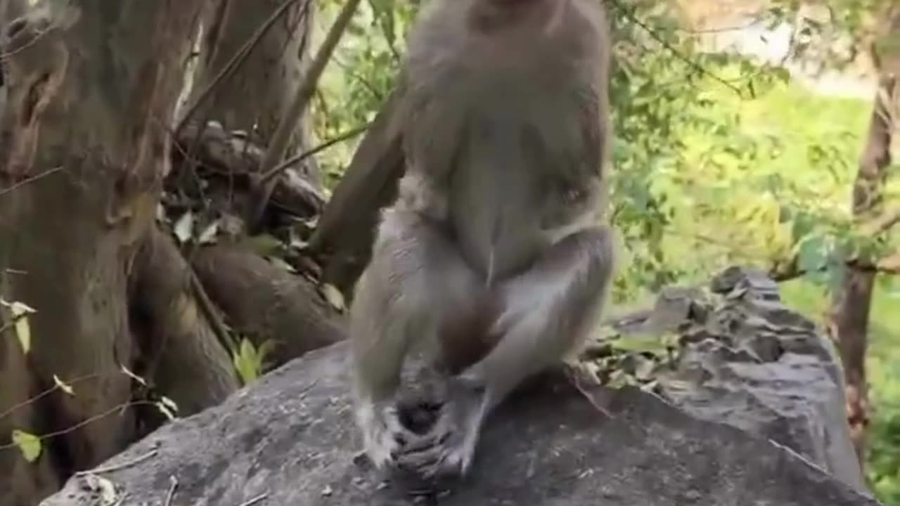 🐒❤️ A Smile of Pure Gratitude ✨🌿#MonkeyLove 🐒❤️ #PureGratitude 🙏#AnimalKindness🌿#HeartwarmingMoments