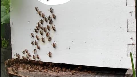Bees at Sunrise