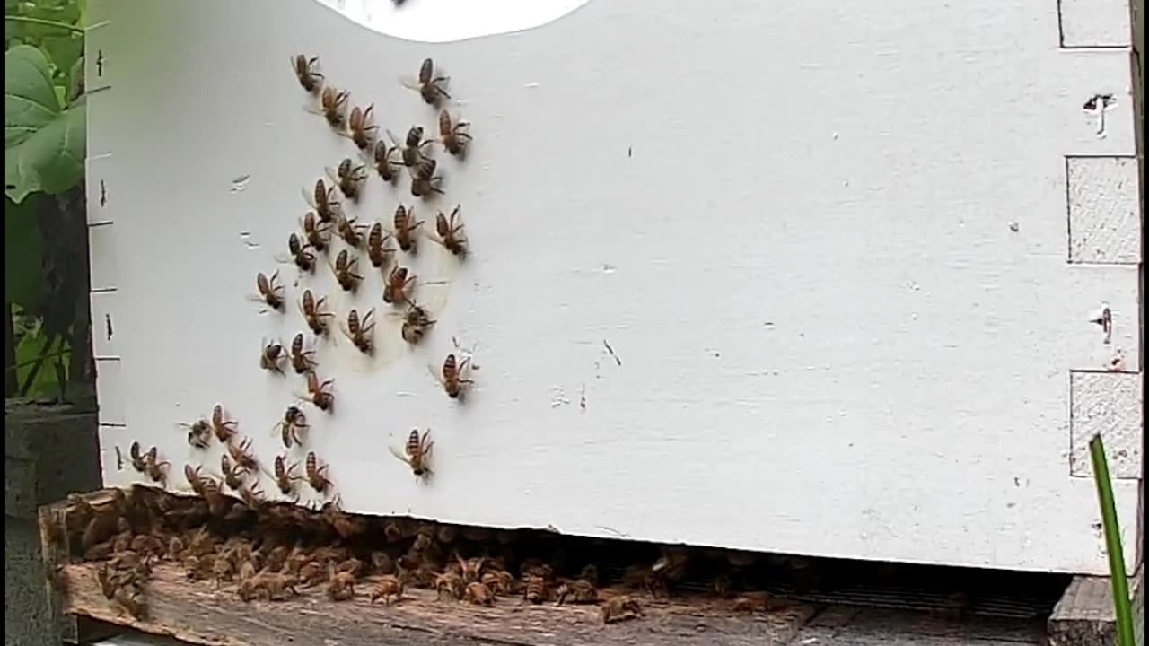 Bees at Sunrise