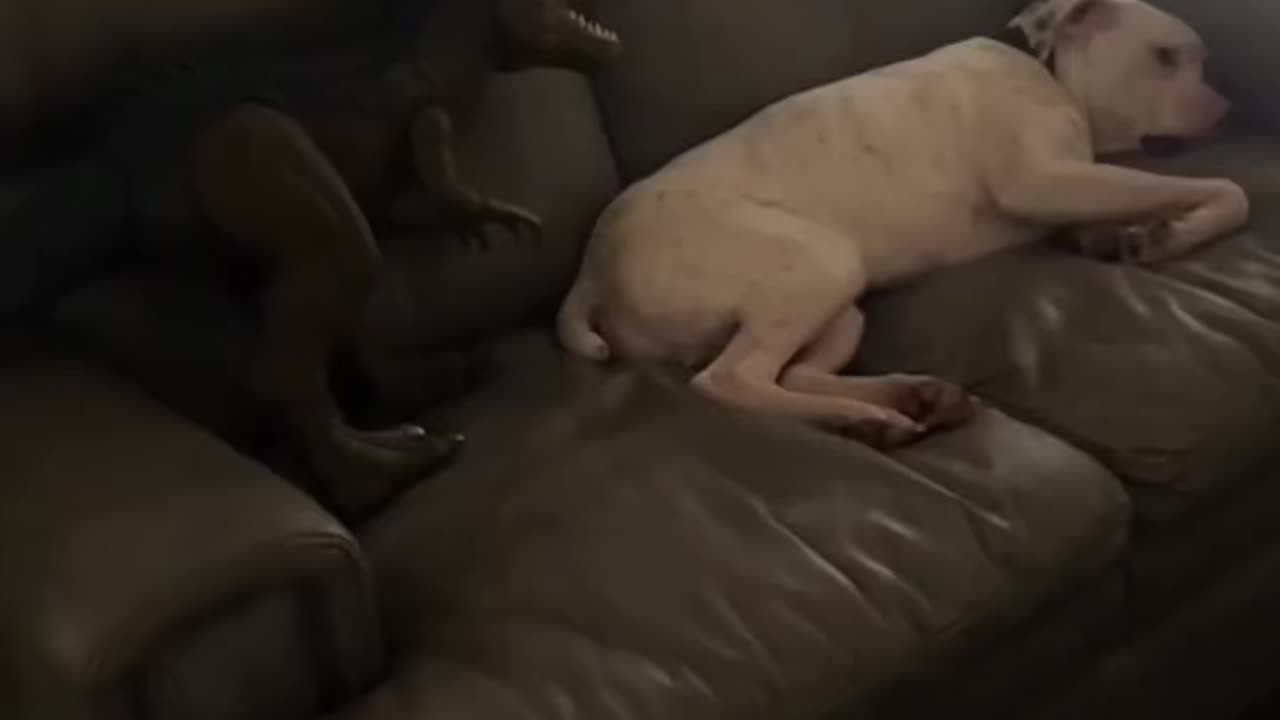 Funny scared dogs