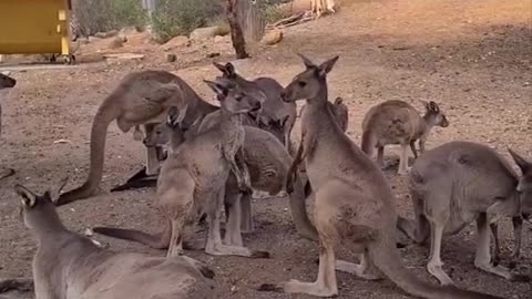 Kangaroo diaries only in Australia 🇦🇺