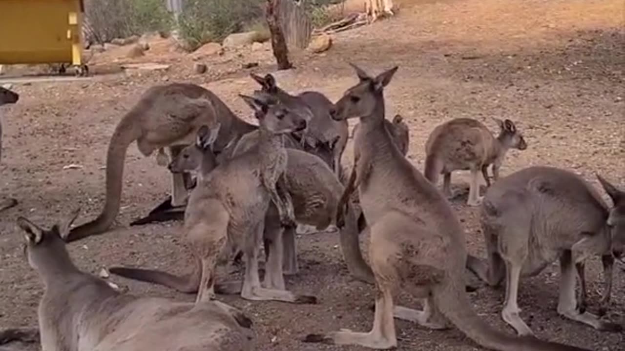 Kangaroo diaries only in Australia 🇦🇺