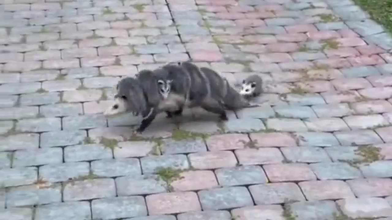 Who needs school when you have possum