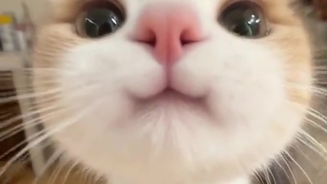 Who keeps this kitten and who doesn't feel confused