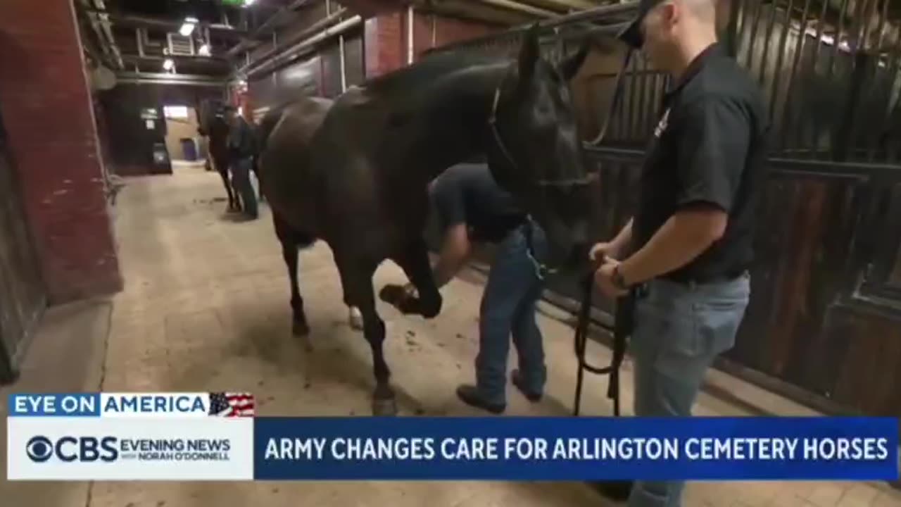 THE HORSES AT ARLINGTON NATIONAL CEMETERY BEING MISTREATED