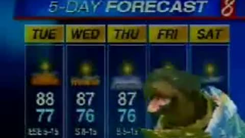 Triumph the insult comic dog does the Hawaiian weather
