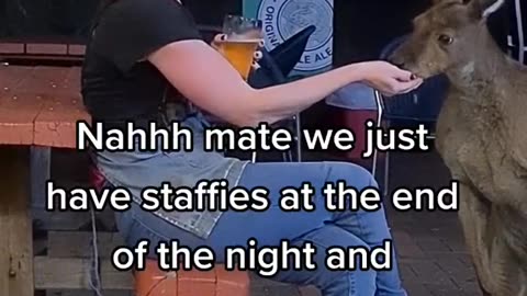 Kangaroo diaries only in Australia 🇦🇺