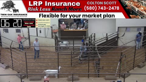 6/17/2025 - Sheep & Goat Auction - Producers Livestock Auction Company