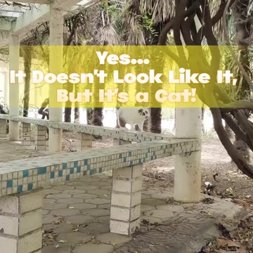 Yes... It Doesn't Look Like It, But It's a Cat! 😲🐱