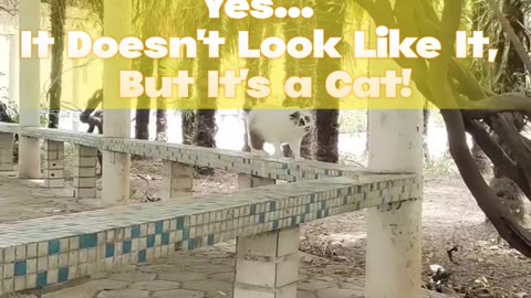 Yes... It Doesn't Look Like It, But It's a Cat! 😲🐱
