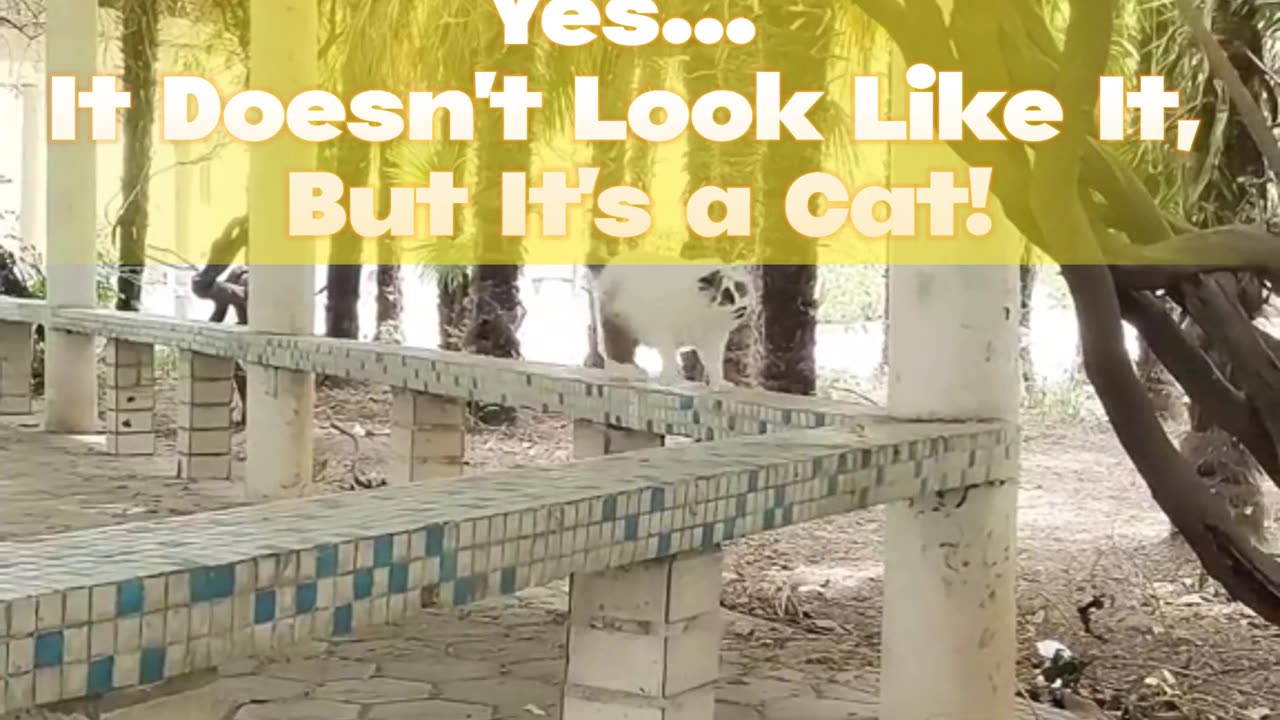 Yes... It Doesn't Look Like It, But It's a Cat! 😲🐱