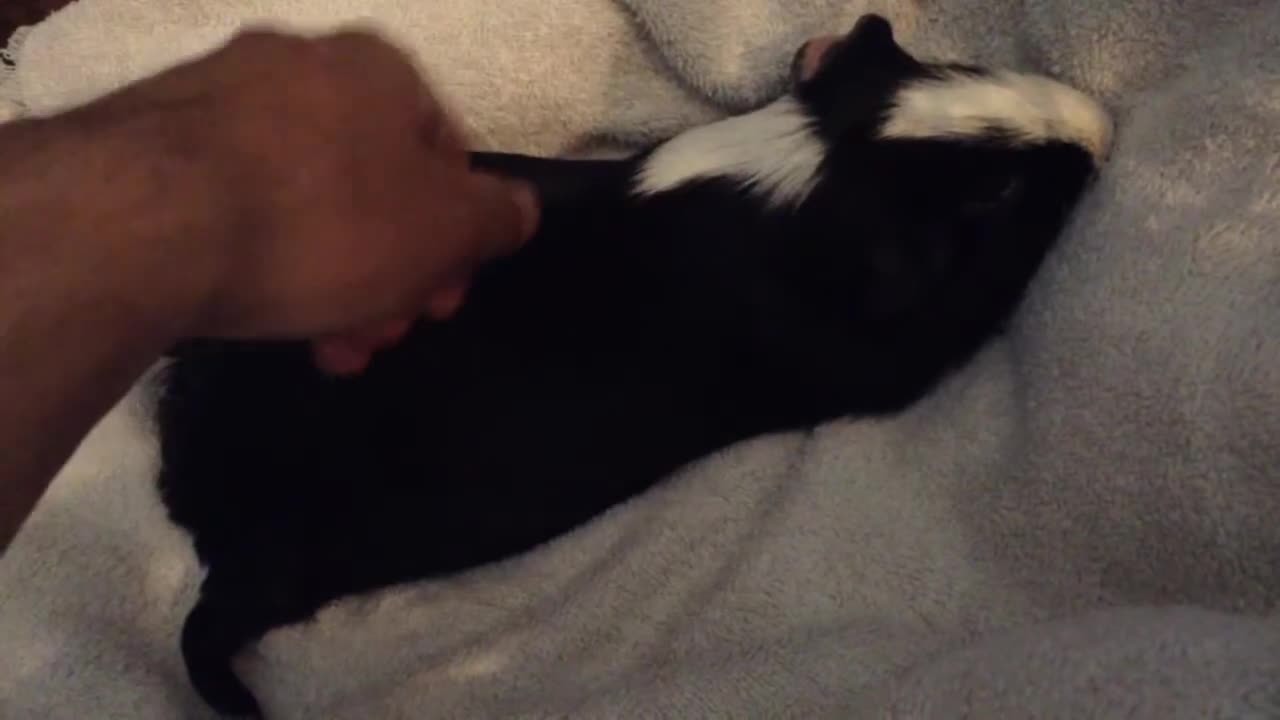 Kirby (Jun 10th 2014)