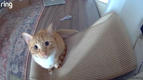 Orange Cats Knock Over Camera